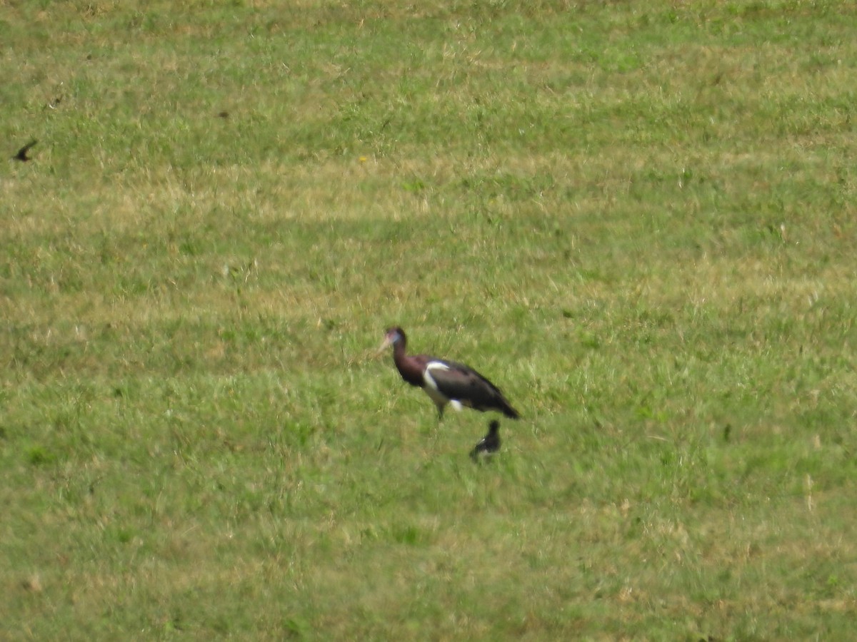 Abdim's Stork - ML640644443