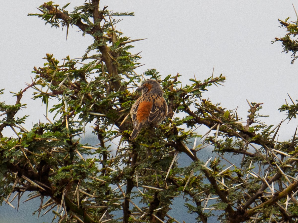 Kenya Rufous Sparrow - ML640644453