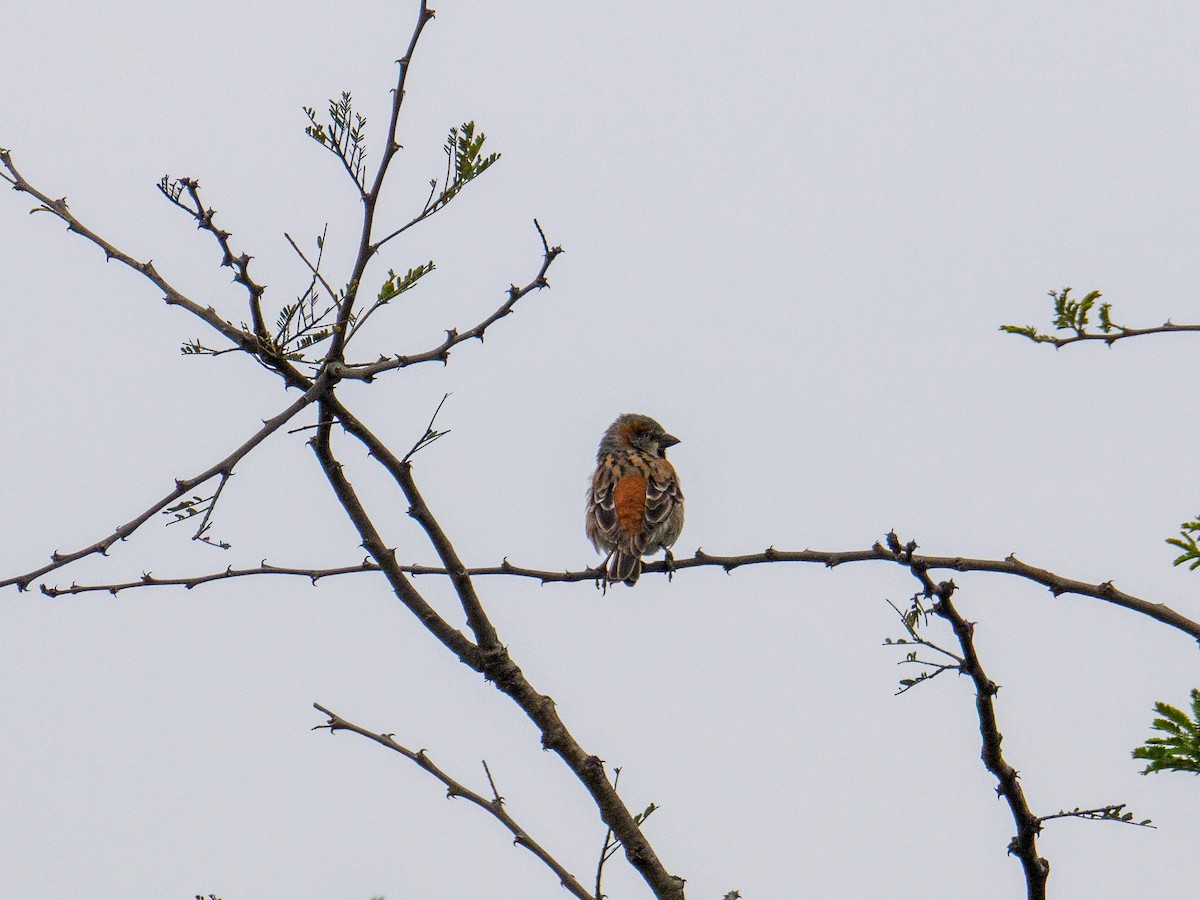 Kenya Rufous Sparrow - ML640644469