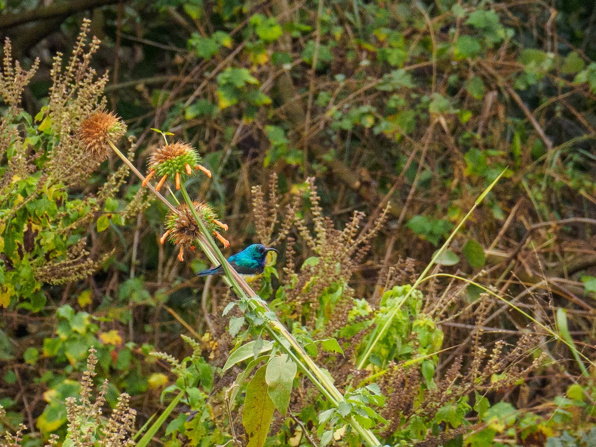 Variable Sunbird - ML640644473