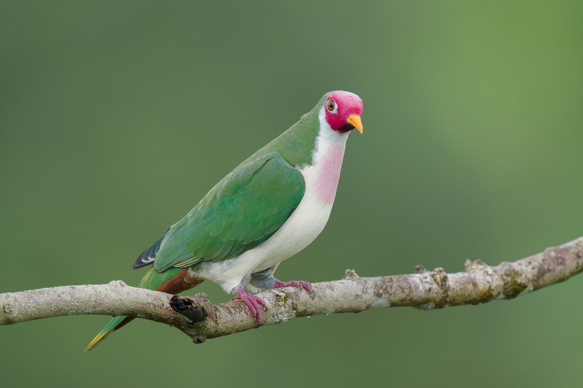 Jambu Fruit-Dove - ML640644495