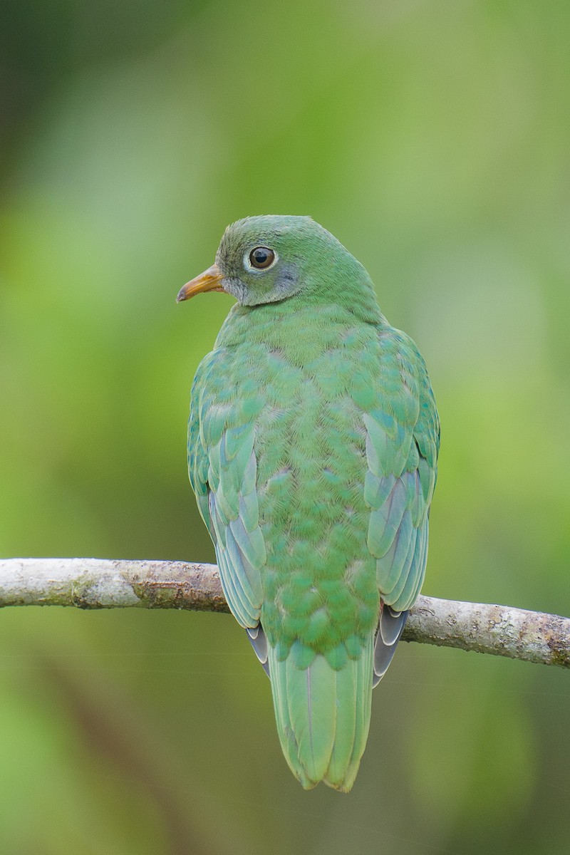 Jambu Fruit-Dove - ML640644496