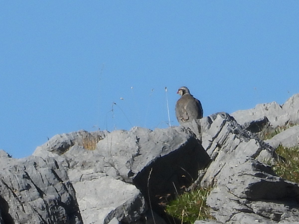 Rock Partridge - ML640644540