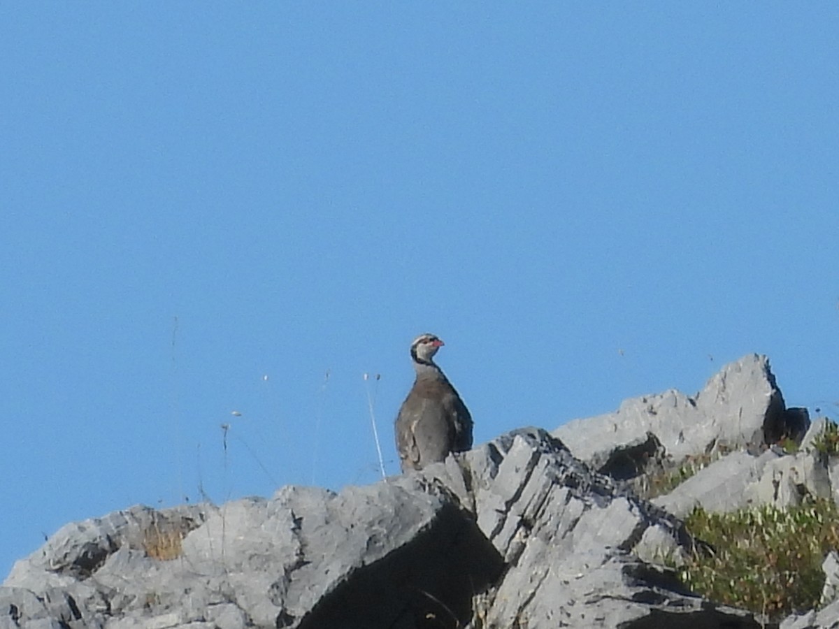 Rock Partridge - ML640644541