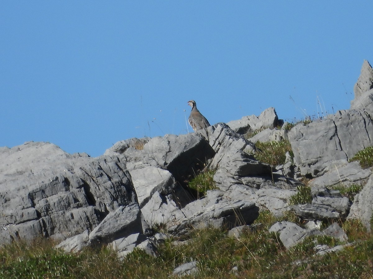 Rock Partridge - ML640644542