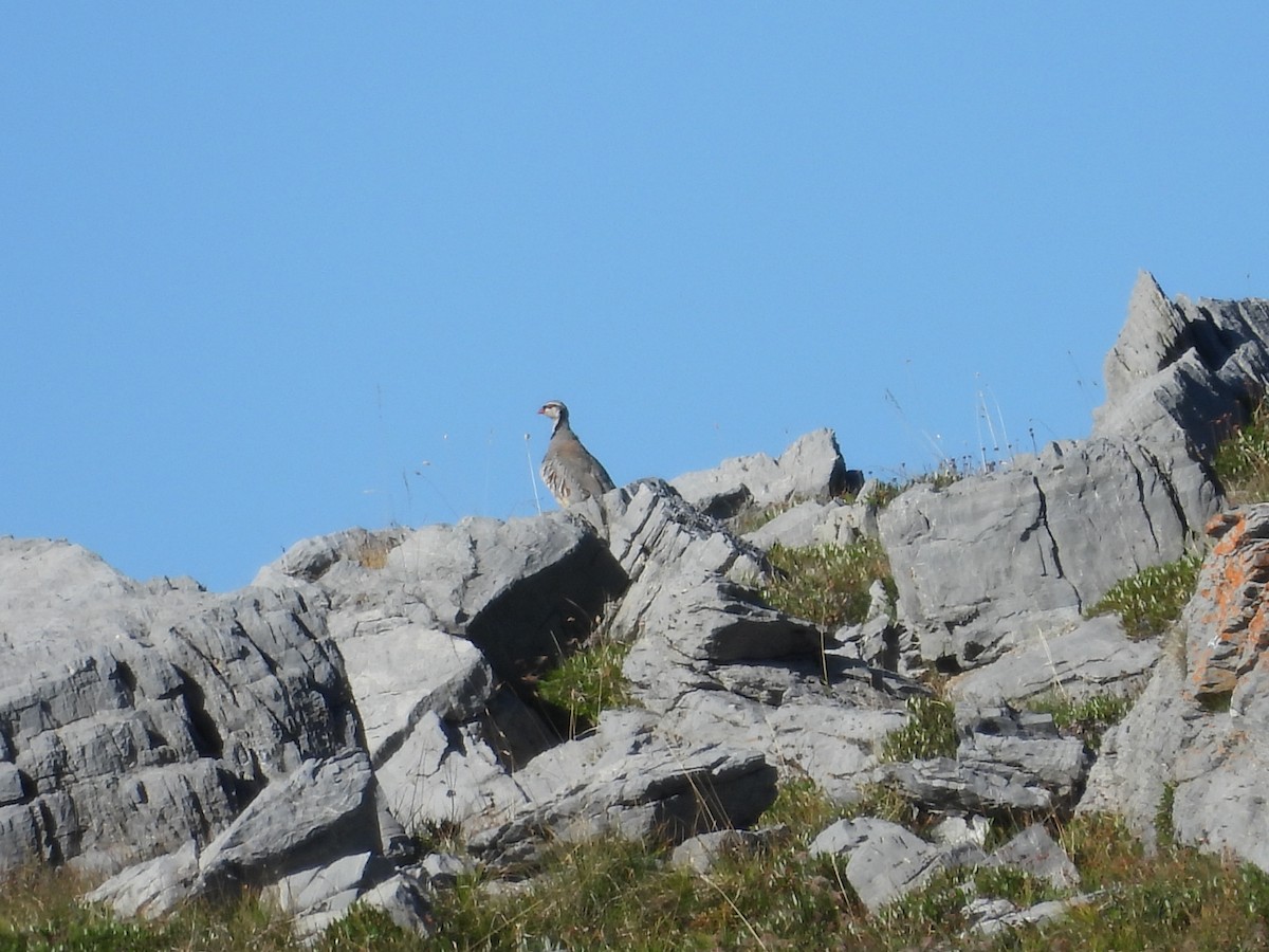 Rock Partridge - ML640644554