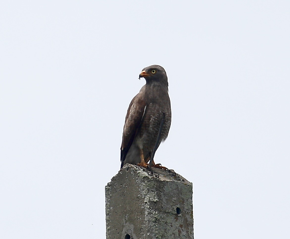 Rufous-winged Buzzard - ML640644558