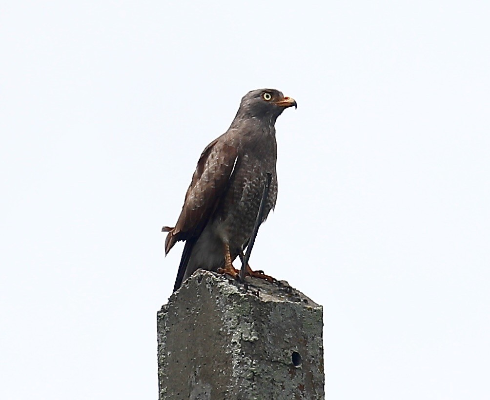 Rufous-winged Buzzard - ML640644559