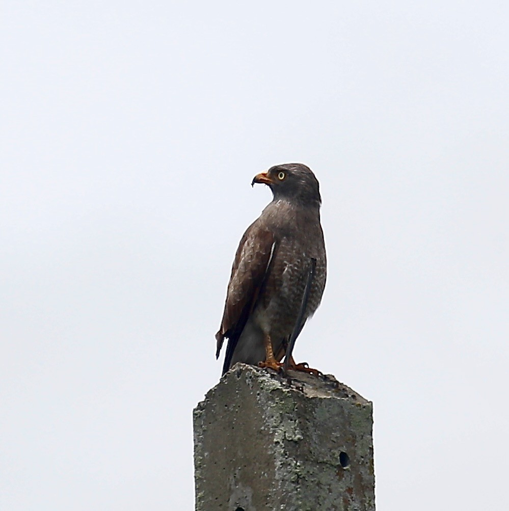 Rufous-winged Buzzard - ML640644561