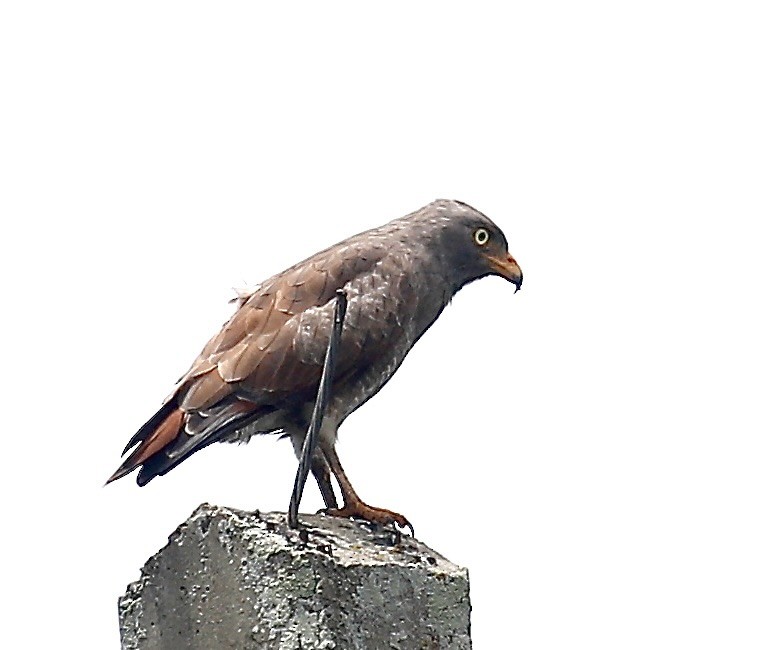 Rufous-winged Buzzard - ML640644563