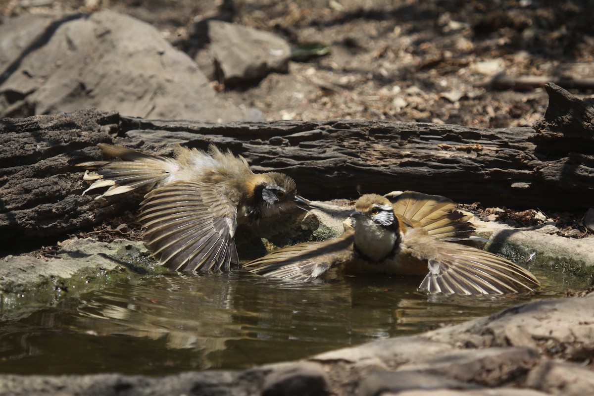 Lesser Necklaced Laughingthrush - ML640644565