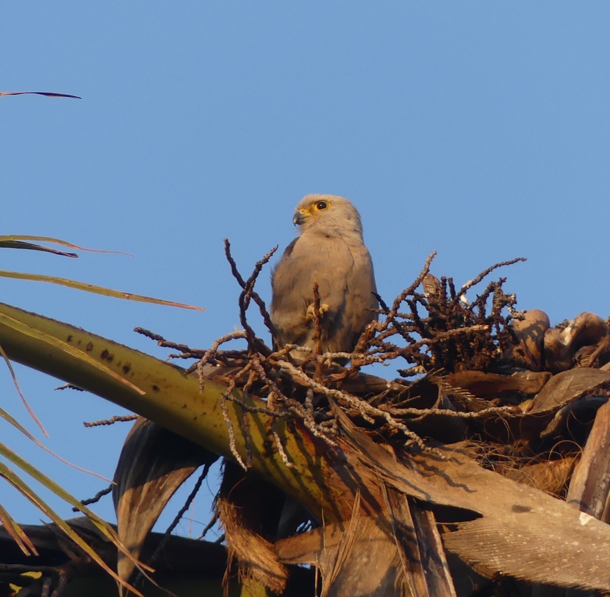 Dickinson's Kestrel - ML640644599