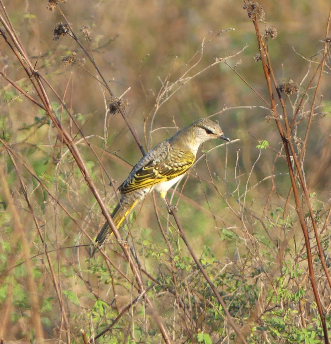 Black Cuckooshrike - ML640644608