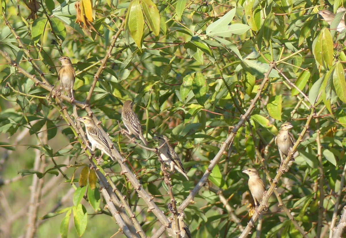 Red-headed Quelea - ML640644610