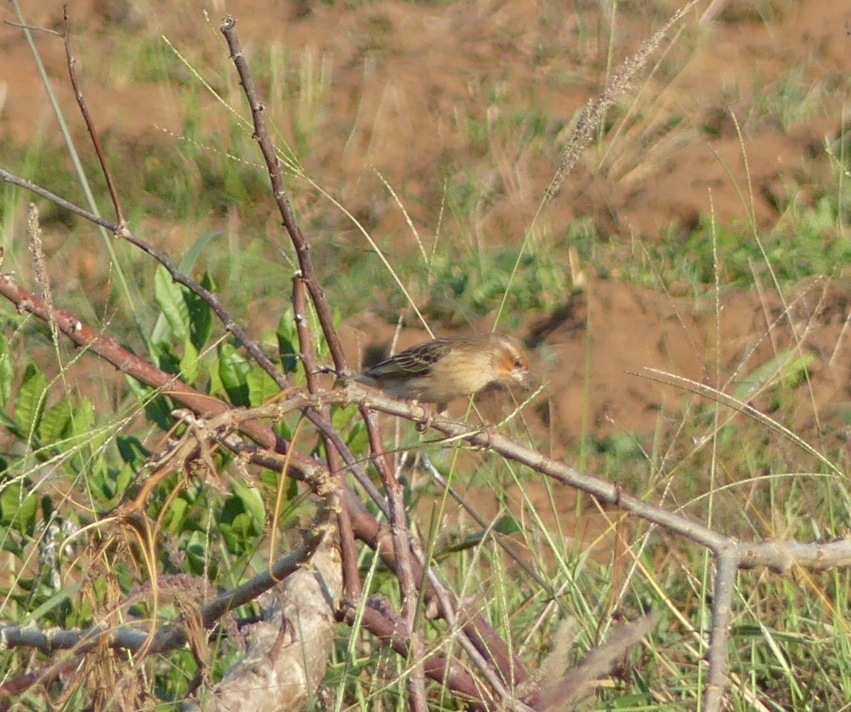 Red-headed Quelea - ML640644611