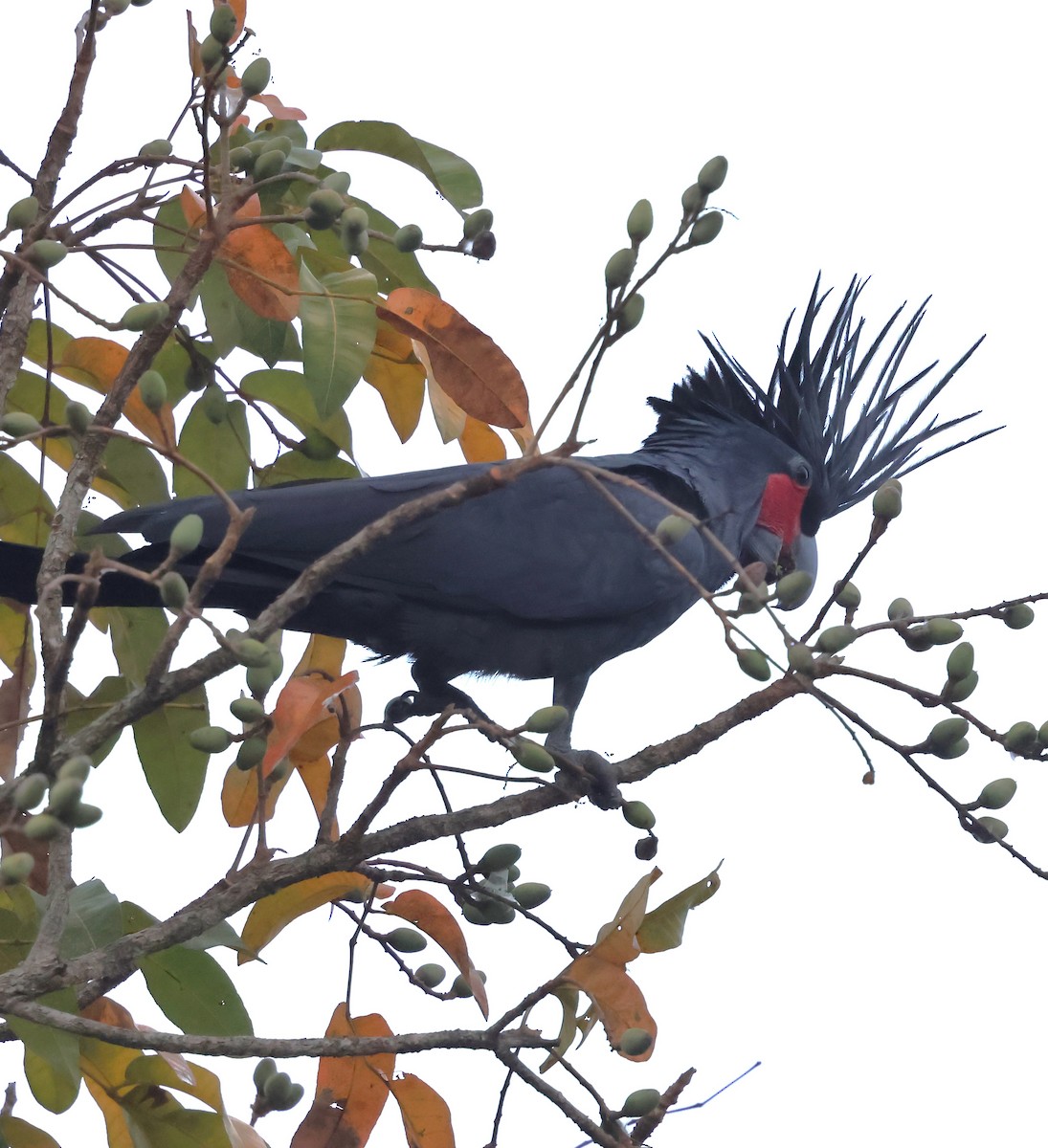 Cacatúa Enlutada - ML640644625