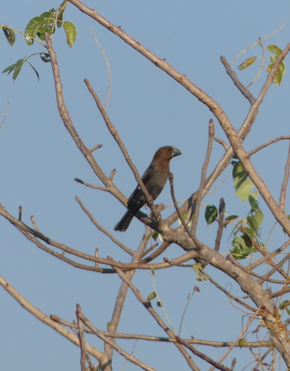 Grosbeak Weaver - ML640644626