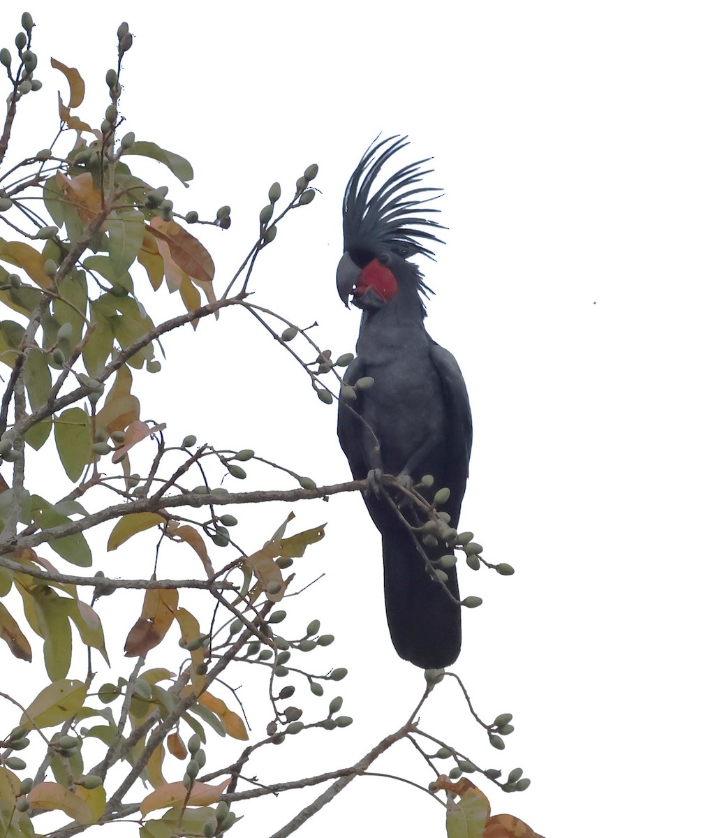 Cacatúa Enlutada - ML640644638