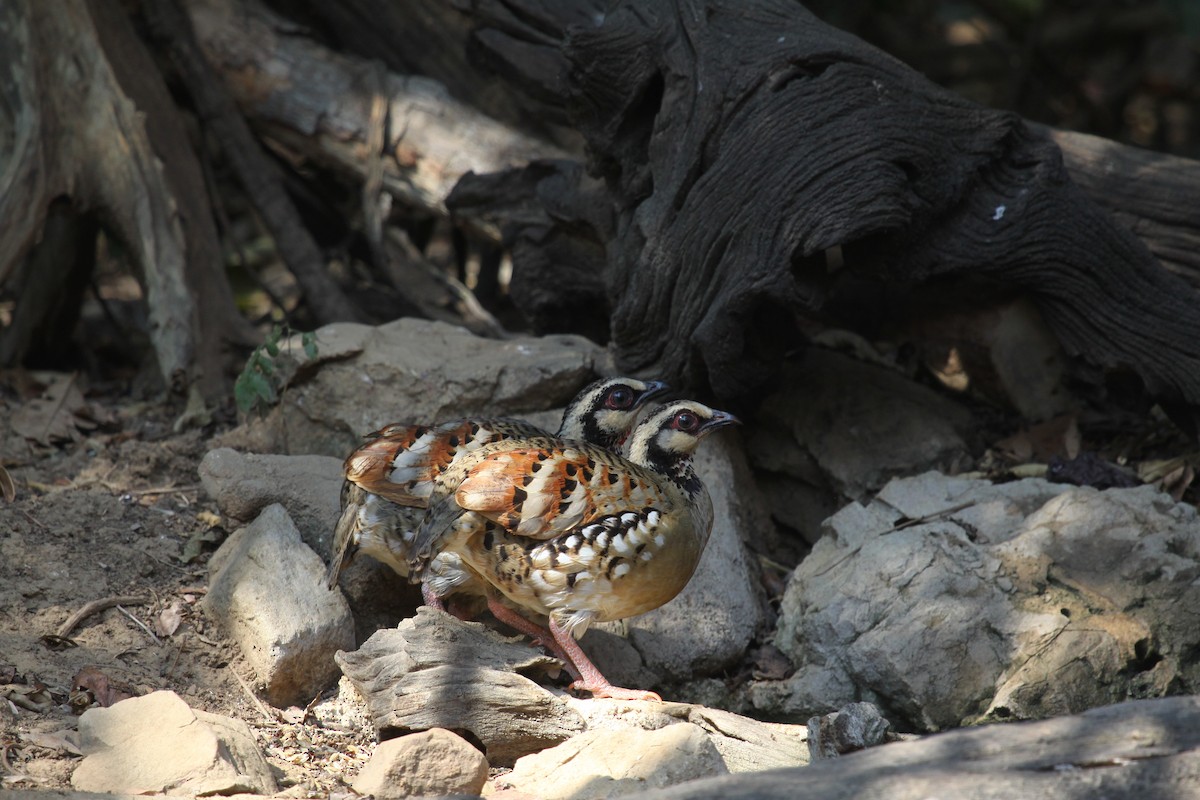 Bar-backed Partridge - ML640644673