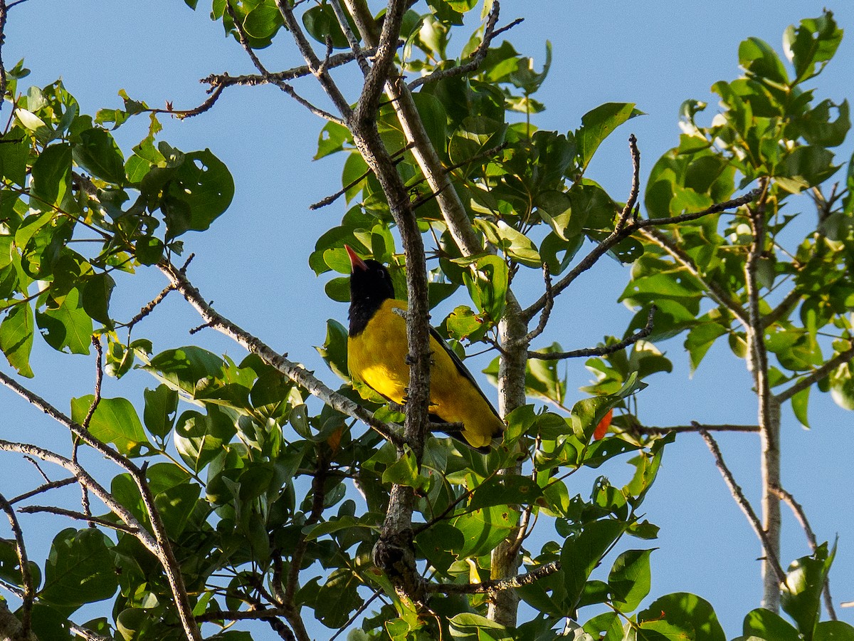 African Black-headed Oriole - ML640644678