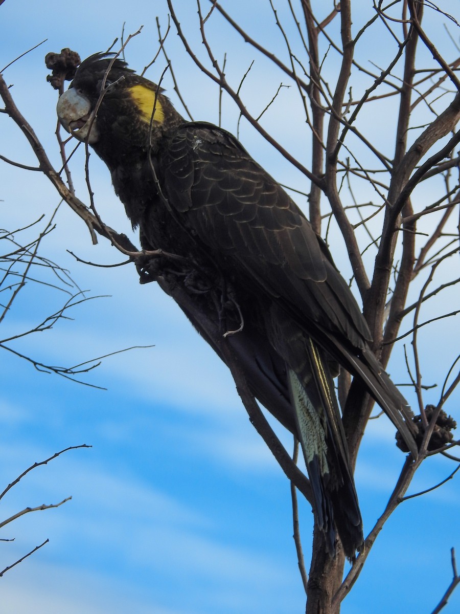 Yellow-tailed Black-Cockatoo - ML640644683