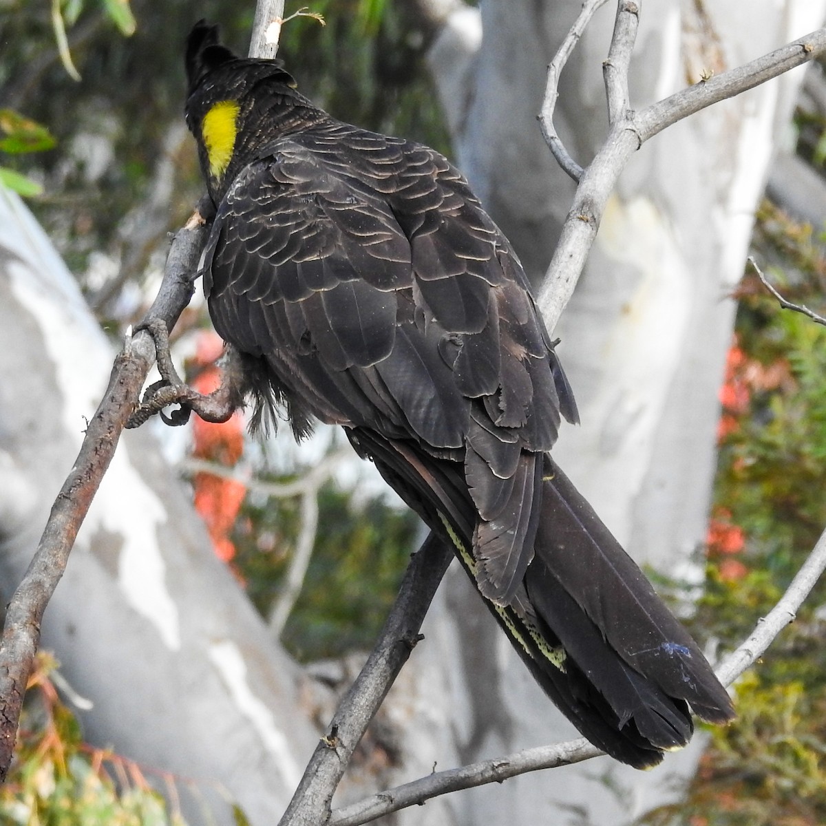 Yellow-tailed Black-Cockatoo - ML640644684