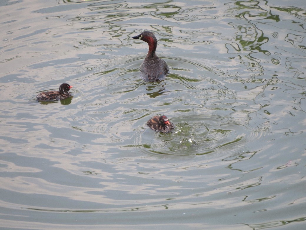 Little Grebe - ML640644688