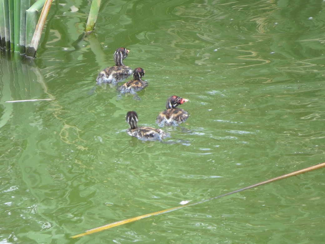 Little Grebe - ML640644695