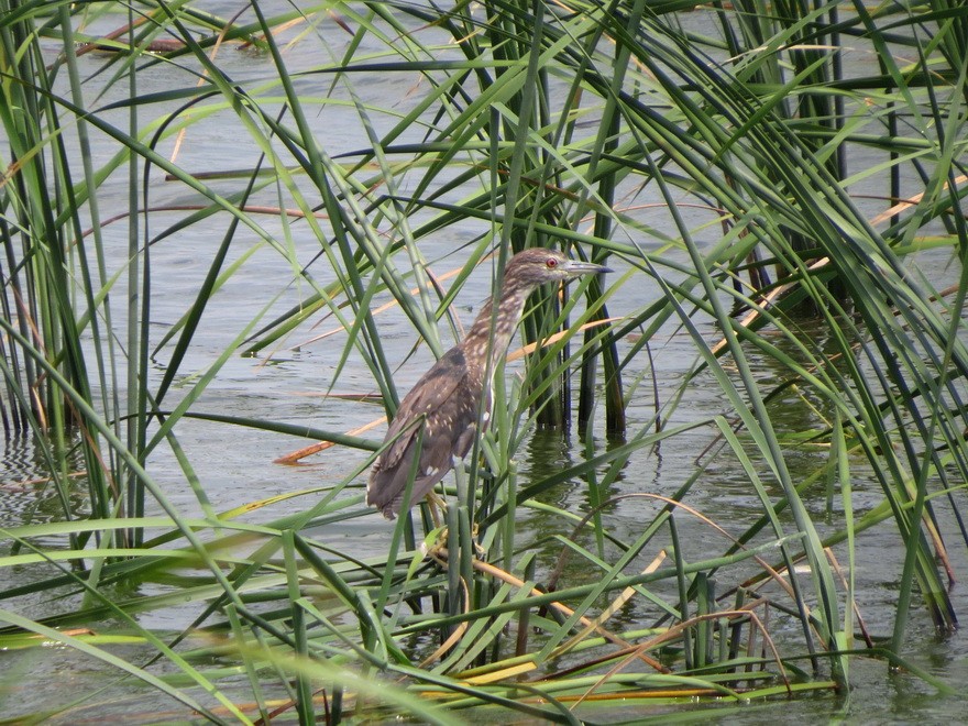 Black-crowned Night Heron - ML640644701