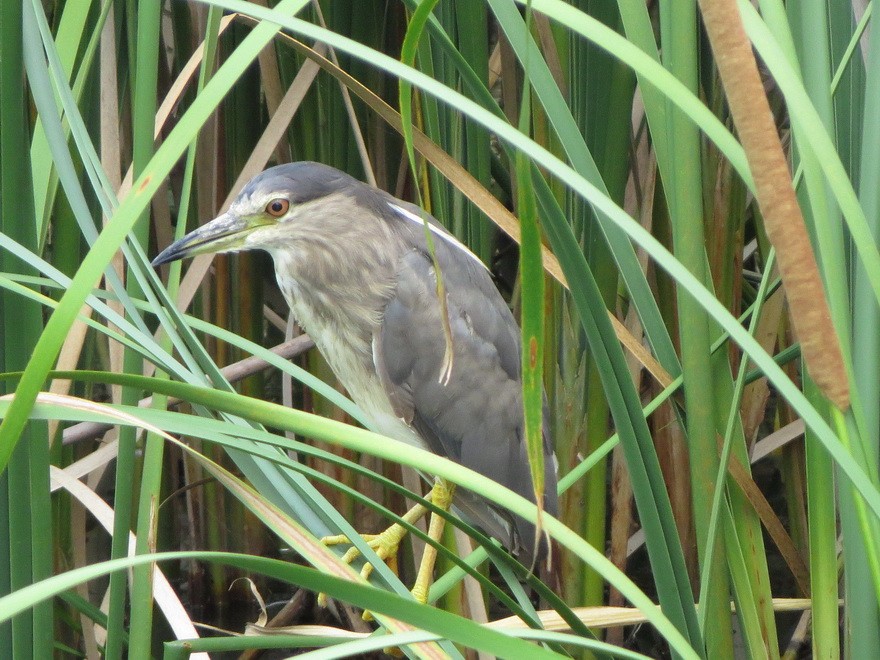 Black-crowned Night Heron - ML640644702