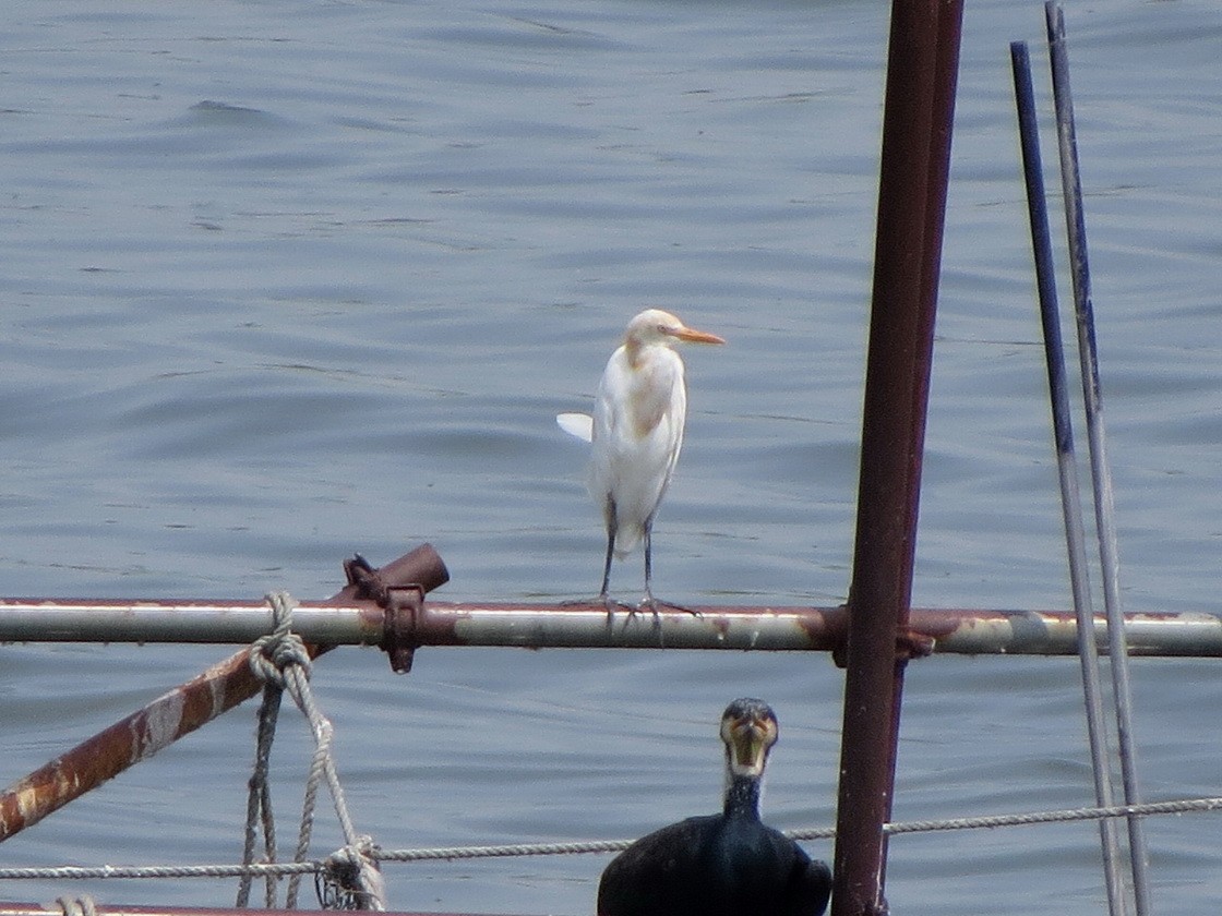 Eastern Cattle-Egret - ML640644704