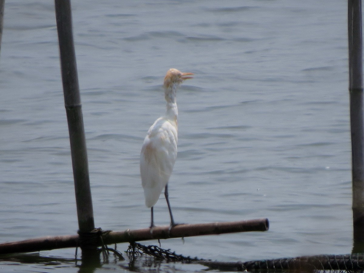 Eastern Cattle-Egret - ML640644706
