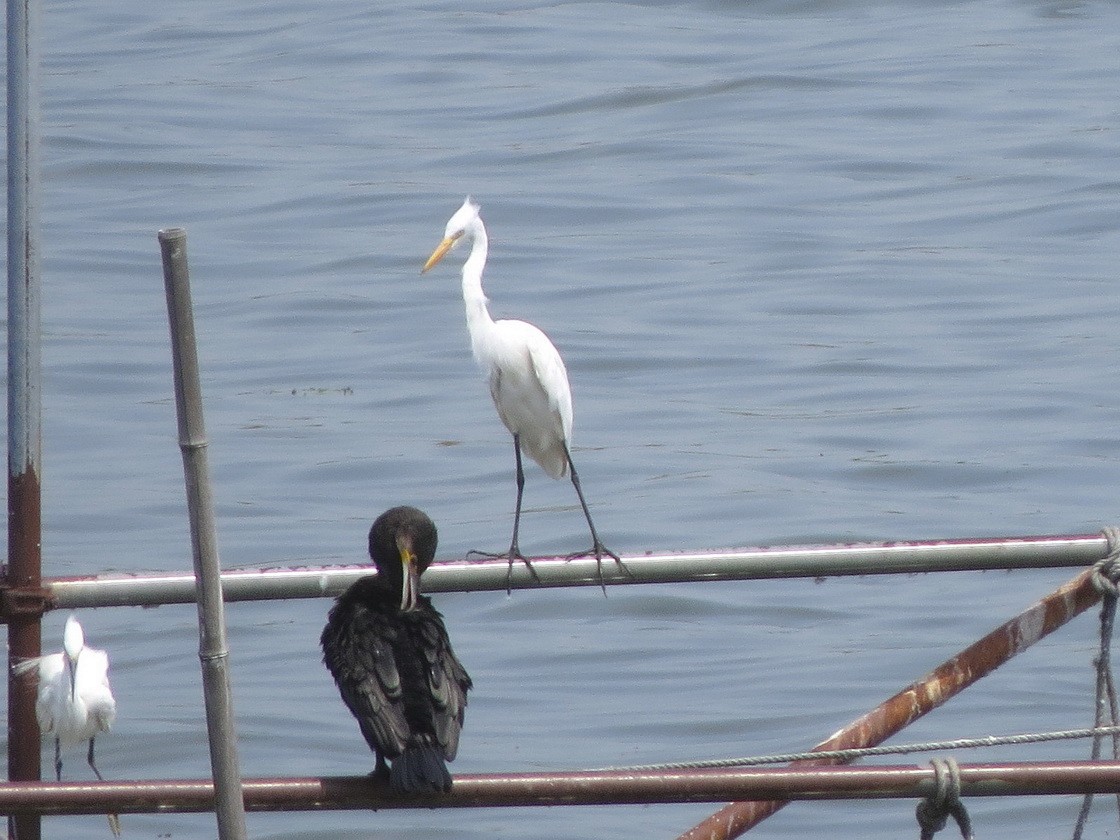 Great Egret - ML640644711