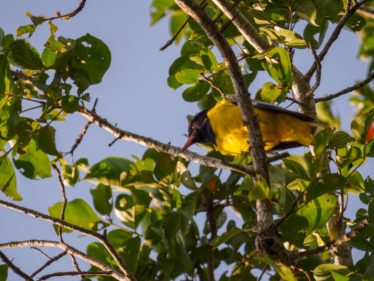 African Black-headed Oriole - ML640644713