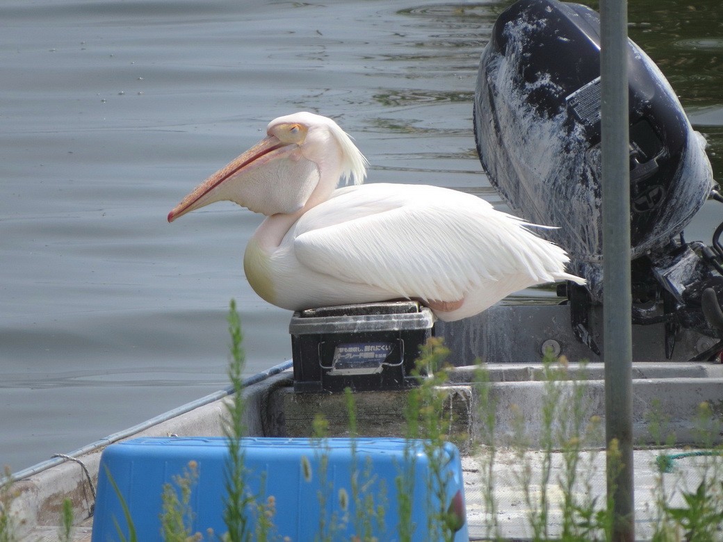 Great White Pelican - ML640644714