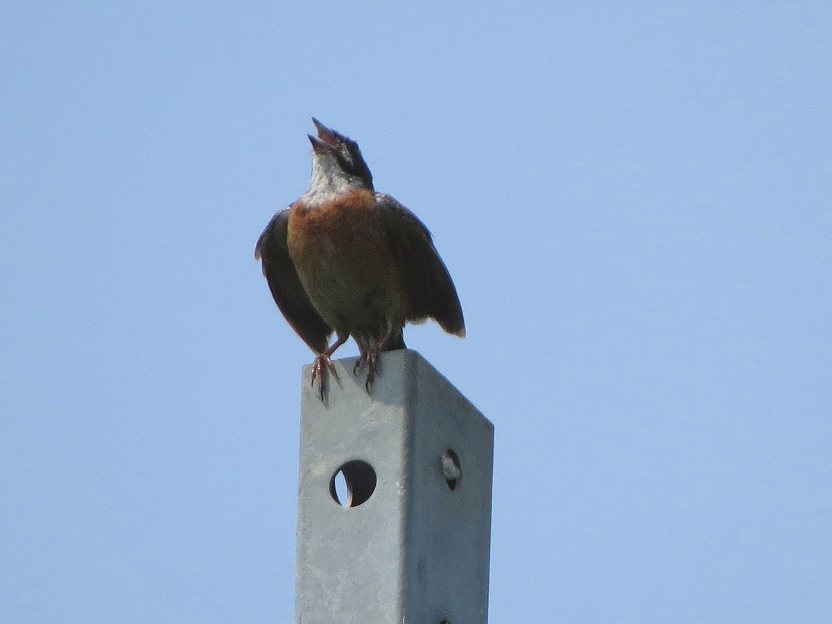 Meadow Bunting - ML640644719