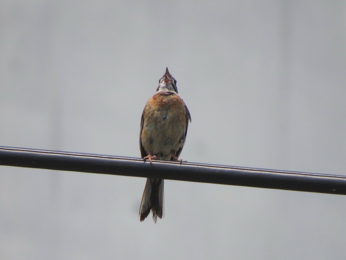 Meadow Bunting - ML640644720