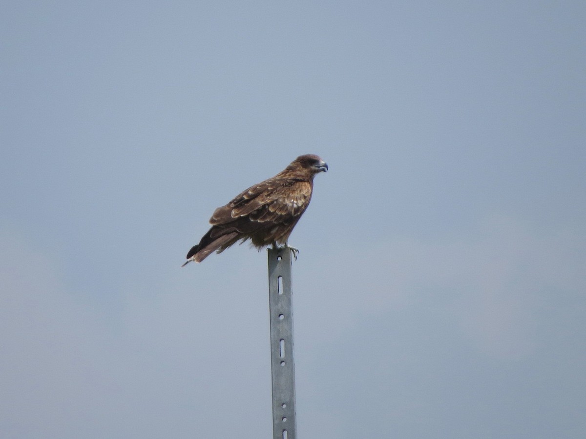 Black Kite - ML640644733