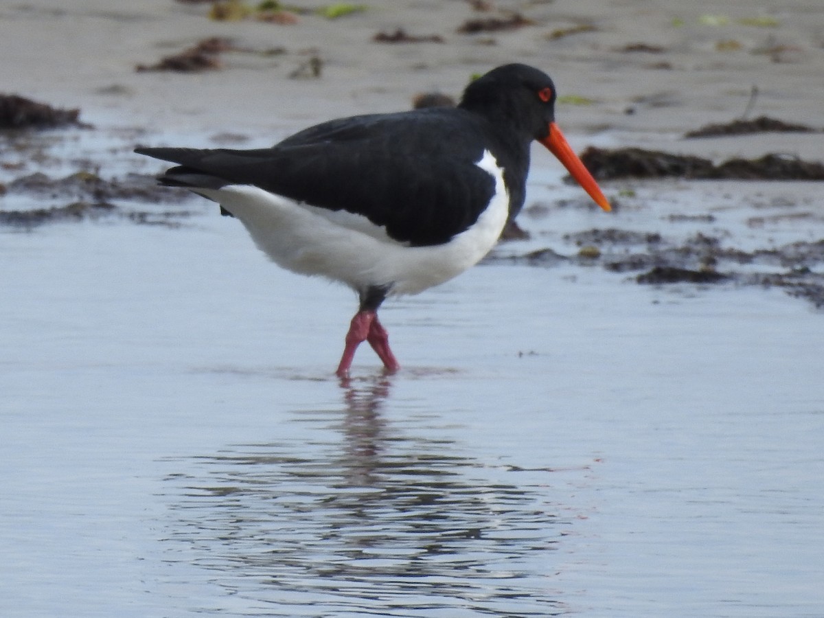 Pied Oystercatcher - ML640644737