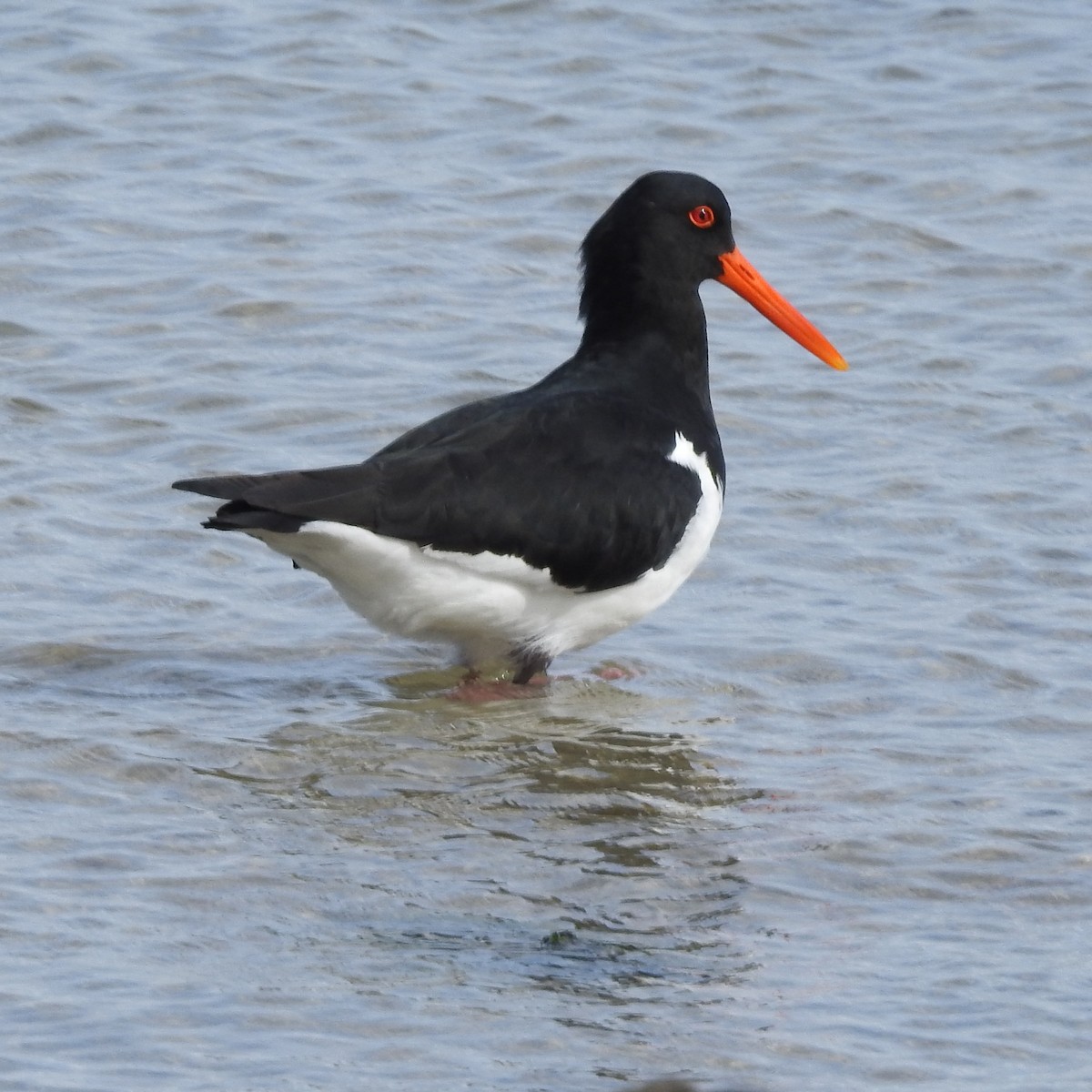 Pied Oystercatcher - ML640644738