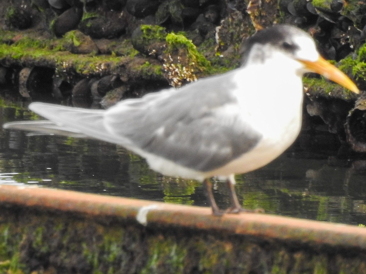Great Crested Tern - ML640644741