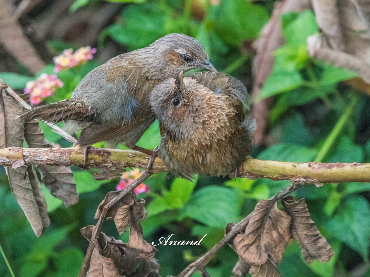 Streaked Laughingthrush - ML640644742