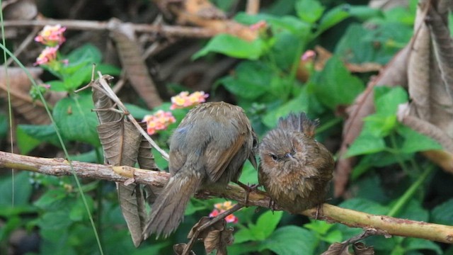 Streaked Laughingthrush - ML640644758