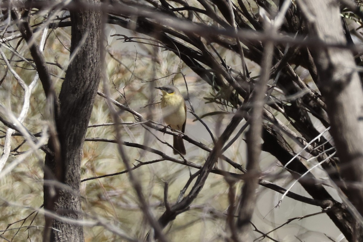 Gray-headed Honeyeater - ML640644770