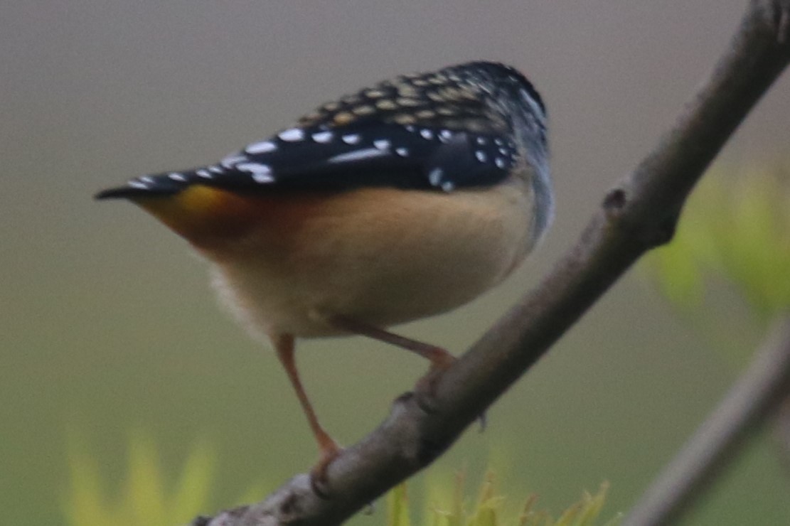 Spotted Pardalote - ML640644772
