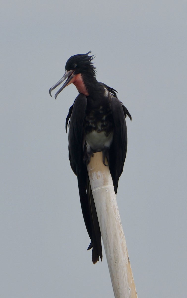 Christmas Island Frigatebird - ML640644773