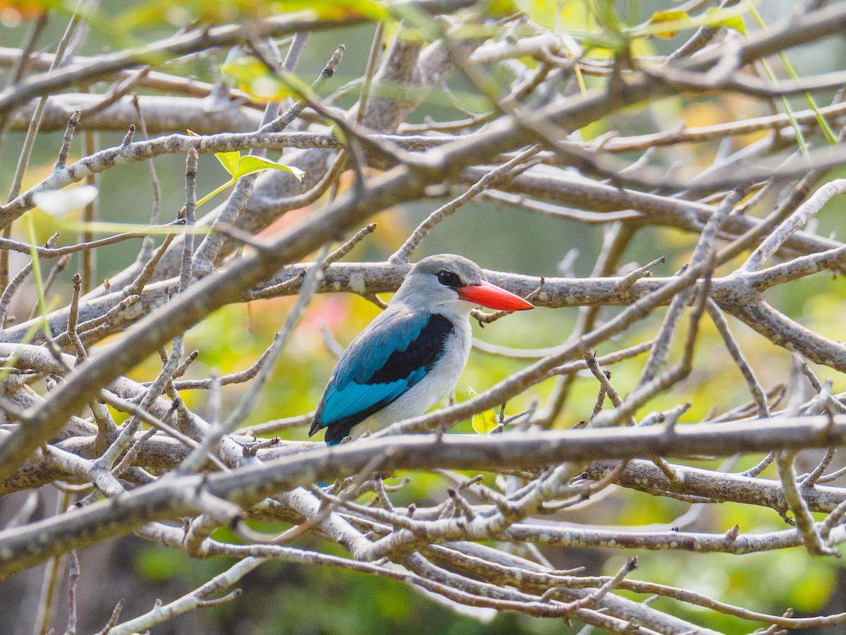 Gray-headed Kingfisher - ML640644785