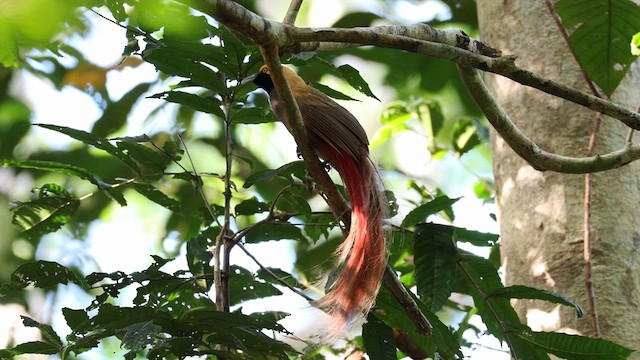 Goldie's Bird-of-Paradise - ML640644792