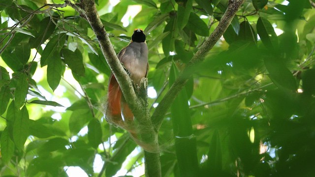 Goldie's Bird-of-Paradise - ML640644793