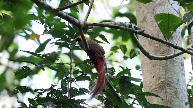 Goldie's Bird-of-Paradise - ML640644794